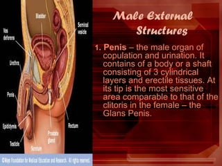 Male External
Structures
1. Penis – the male organ of
copulation and urination. It
contains of a body or a shaft
consisting of 3 cylindrical
layers and erectile tissues. At
its tip is the most sensitive
area comparable to that of the
clitoris in the female – the
Glans Penis.
 