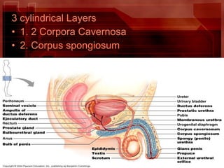 3 cylindrical Layers
• 1. 2 Corpora Cavernosa
• 2. Corpus spongiosum
 