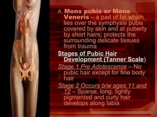 A. Mons pubis or Mons
Veneris – a pad of fat which
lies over the symphysis pubis
covered by skin and at puberty
by short hairs; protects the
surrounding delicate tissues
from trauma
Stages of Pubic Hair
Development (Tanner Scale)
Stage 1 Pre Adolescence – No
pubic hair except for fine body
hair
Stage 2 Occurs b/w ages 11 and
12 – Sparse, long, lightly
pigmented and curly hair
develops along labia
 