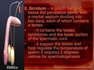 2. Scrotum – a pouch hanging
below the pendulous penis, with
a medial septum dividing into
two sacs, each of which contains
a testes
• - it contains the testes,
epididymis and the lower portion
of the spermatic cord.
• - it support the testes and
help regulate the temperature of
sperm it requires 2 degrees
celcius for spermatogenesis
 