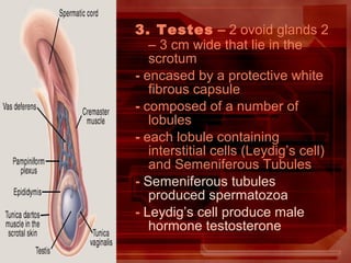 3. Testes – 2 ovoid glands 2
– 3 cm wide that lie in the
scrotum
- encased by a protective white
fibrous capsule
- composed of a number of
lobules
- each lobule containing
interstitial cells (Leydig’s cell)
and Semeniferous Tubules
- Semeniferous tubules
produced spermatozoa
- Leydig’s cell produce male
hormone testosterone
 