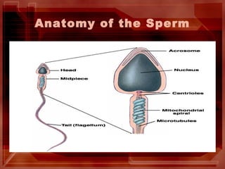 Anatomy of the Sperm
 