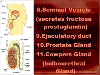 8.Seminal Vesicle
(secretes fructose
prostaglandin)
9.Ejaculatory duct
10.Prostate Gland
11.Cowpers Gland
(bulbourethral
Gland)
 