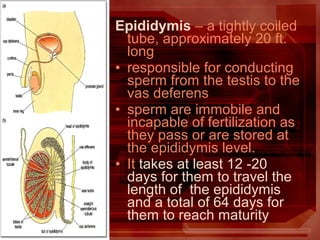 Epididymis – a tightly coiled
tube, approximately 20 ft.
long
• responsible for conducting
sperm from the testis to the
vas deferens
• sperm are immobile and
incapable of fertilization as
they pass or are stored at
the epididymis level.
• It takes at least 12 -20
days for them to travel the
length of the epididymis
and a total of 64 days for
them to reach maturity
 