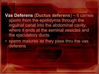 Vas Deferens (Ductus deferens) – it carries
sperm from the epididymis through the
inguinal canal into the abdominal cavity,
where it ends at the seminal vesicles and
the ejaculatory ducts.
• sperm matures as they pass thru the vas
deferens
 