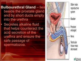 Bulbourethral Gland – lies
beside the prostate gland
and by short ducts empty
into the urethra
• Secretes alkaline fluid
that helps counteract the
acid secretion of the
urethra and ensure the
safe passage of
spermatozoa.
 