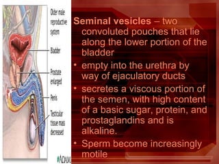 Seminal vesicles – two
convoluted pouches that lie
along the lower portion of the
bladder
• empty into the urethra by
way of ejaculatory ducts
• secretes a viscous portion of
the semen, with high content
of a basic sugar, protein, and
prostaglandins and is
alkaline.
• Sperm become increasingly
motile
 