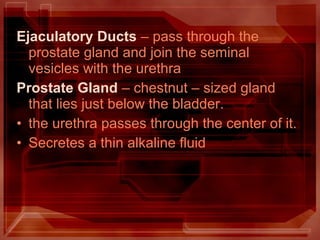 Ejaculatory Ducts – pass through the
prostate gland and join the seminal
vesicles with the urethra
Prostate Gland – chestnut – sized gland
that lies just below the bladder.
• the urethra passes through the center of it.
• Secretes a thin alkaline fluid
 