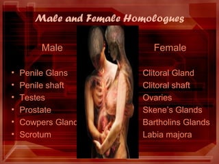 Male and Female Homologues
Male Female
• Penile Glans Clitoral Gland
• Penile shaft Clitoral shaft
• Testes Ovaries
• Prostate Skene’s Glands
• Cowpers Glands Bartholins Glands
• Scrotum Labia majora
 