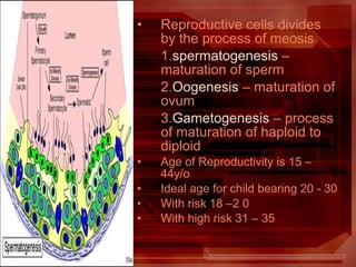 • Reproductive cells divides
by the process of meosis
1.spermatogenesis –
maturation of sperm
2.Oogenesis – maturation of
ovum
3.Gametogenesis – process
of maturation of haploid to
diploid
• Age of Reproductivity is 15 –
44y/o
• Ideal age for child bearing 20 - 30
• With risk 18 –2 0
• With high risk 31 – 35
 