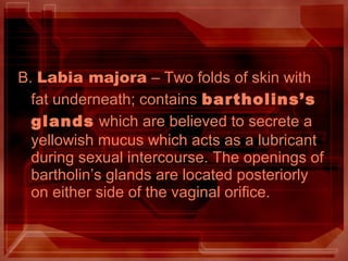 B. Labia majora – Two folds of skin with
fat underneath; contains bartholins’s
glands which are believed to secrete a
yellowish mucus which acts as a lubricant
during sexual intercourse. The openings of
bartholin’s glands are located posteriorly
on either side of the vaginal orifice.
 