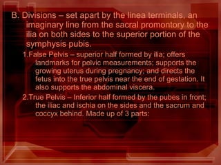 B. Divisions – set apart by the linea terminals, an
imaginary line from the sacral promontory to the
ilia on both sides to the superior portion of the
symphysis pubis.
1.False Pelvis – superior half formed by ilia; offers
landmarks for pelvic measurements; supports the
growing uterus during pregnancy; and directs the
fetus into the true pelvis near the end of gestation. It
also supports the abdominal viscera.
2.True Pelvis – Inferior half formed by the pubes in front;
the iliac and ischia on the sides and the sacrum and
coccyx behind. Made up of 3 parts:
 