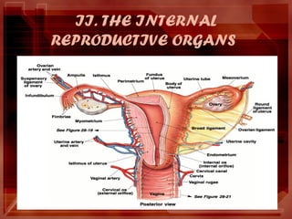 B. Uterus
• Shape: Non Pregnant – Pear shaped/ Pregnant –
Ovoid shape
• Weight: Nonpregnant - 50 – 60 gram
• Pregnant - 10...