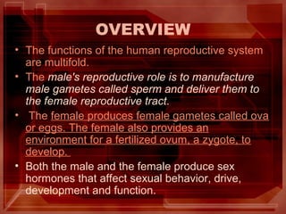 OVERVIEW
• The functions of the human reproductive system
are multifold.
• The male's reproductive role is to manufacture
...