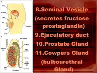 • Body structures involved
– Hypothalamus
– Anterior Pituitary Gland
– Ovary
– Uterus
• Hormones which regulate cyclic act...