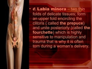 • D. Glans clitoris – small erectile
structure at the anterior junction of the
labia minora, which is comparable to
the pe...