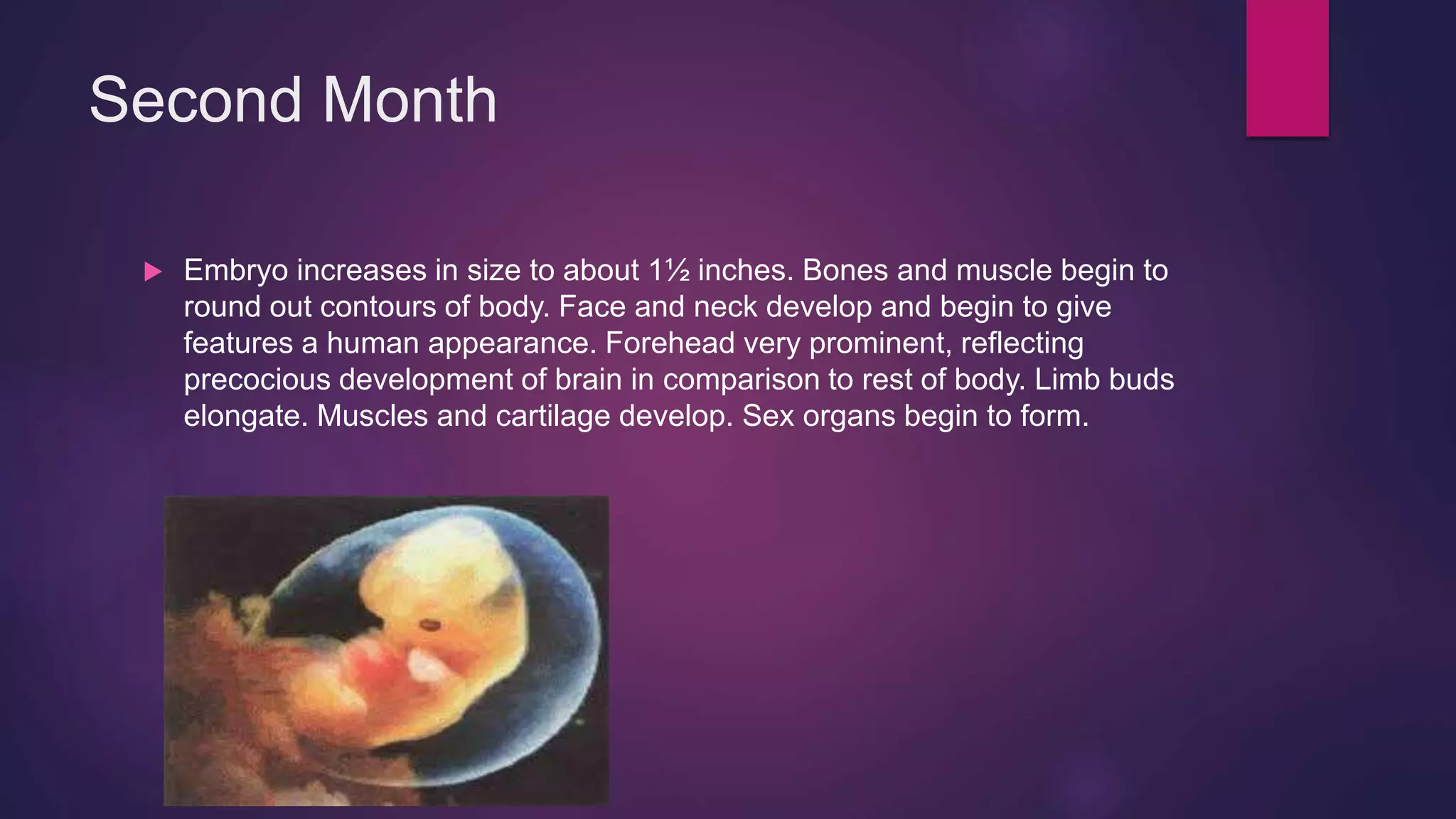 Prominent Development Prenatal development | PPTX