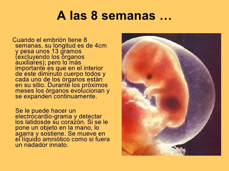LA VIDA ANTES DE NACER