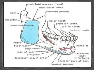 Prenatal and postnatal growth of mandible | PPTX