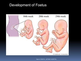 Development of Foetus




               Dept of OBGYN...SATNAM HOSPITAL
 