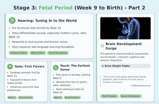 Prenatal Learning Prenatal Cognitive Development Stages.pptx
