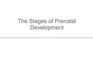 The Stages of Prenatal Development 