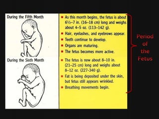 Period of the Fetus