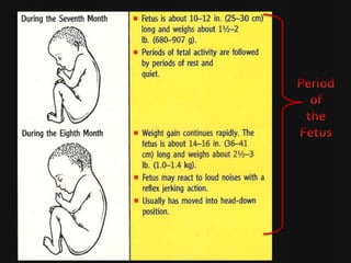 Period of the Fetus