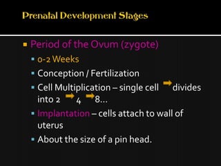 Prenatal Development StagesPeriod of the Ovum (zygote)0-2 Weeks Conception / FertilizationCell Multiplication – single cell       divides into 2        4       8…Implantation – cells attach to wall of uterusAbout the size of a pin head.