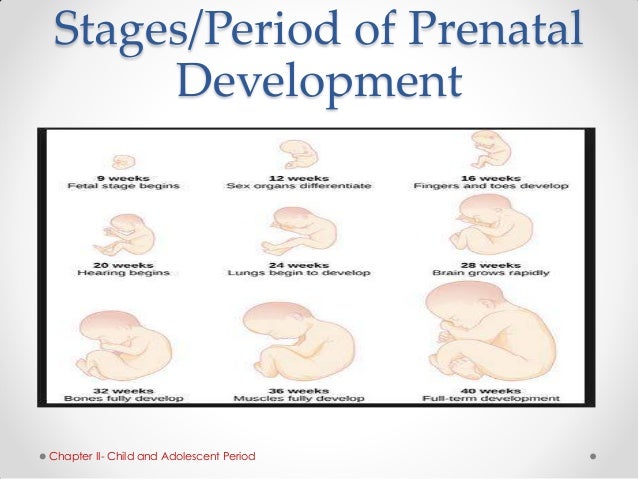 Prenatal Growth Chart