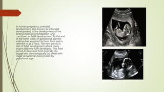 In human pregnancy, prenatal
development, also known as antenatal
development, is the development of the
embryo following fertilization, and
continued as fetal development. By the end
of the tenth week of gestational age the
embryo has acquired its basic form and is
referred to as a fetus. The next period is
that of fetal development where many
organs become fully developed. This fetal
period is described both topically (by
organ) and chronologically (by time) with
major occurrences being listed by
gestational age.
 