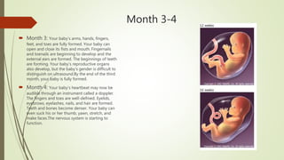 Month 3-4
 Month 3: Your baby's arms, hands, fingers,
feet, and toes are fully formed. Your baby can
open and close its fists and mouth. Fingernails
and toenails are beginning to develop and the
external ears are formed. The beginnings of teeth
are forming. Your baby's reproductive organs
also develop, but the baby's gender is difficult to
distinguish on ultrasound.By the end of the third
month, your baby is fully formed.
 Month 4: Your baby's heartbeat may now be
audible through an instrument called a doppler.
The fingers and toes are well-defined. Eyelids,
eyebrows, eyelashes, nails, and hair are formed.
Teeth and bones become denser. Your baby can
even suck his or her thumb, yawn, stretch, and
make faces.The nervous system is starting to
function.
 