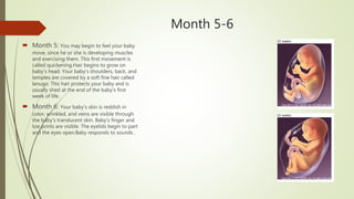 Month 5-6
 Month 5: You may begin to feel your baby
move, since he or she is developing muscles
and exercising them. This first movement is
called quickening.Hair begins to grow on
baby's head. Your baby's shoulders, back, and
temples are covered by a soft fine hair called
lanugo. This hair protects your baby and is
usually shed at the end of the baby's first
week of life.
 Month 6: Your baby's skin is reddish in
color, wrinkled, and veins are visible through
the baby's translucent skin. Baby's finger and
toe prints are visible. The eyelids begin to part
and the eyes open.Baby responds to sounds .
 