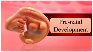 Pre-natal
Development
 