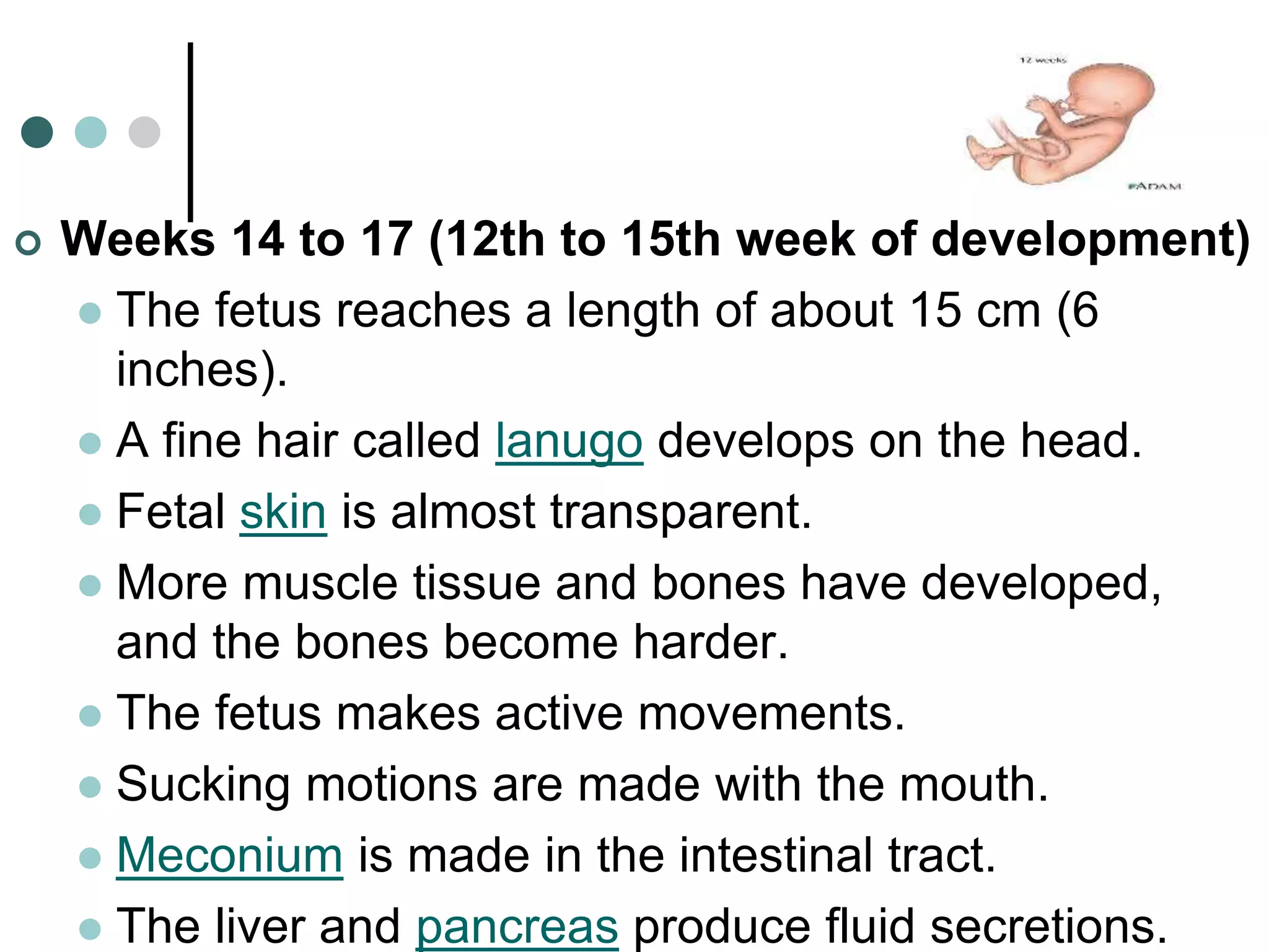 Prenatal development.ppt