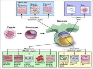 Prenatal development.ppt