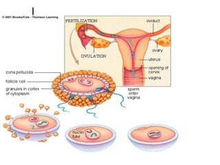 Prenatal development.ppt
