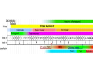 discussion about the stages of prenatal development | PPTX