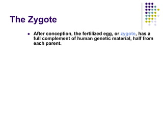 The Zygote
 After conception, the fertilized egg, or zygote, has a
full complement of human genetic material, half from
each parent.
 
