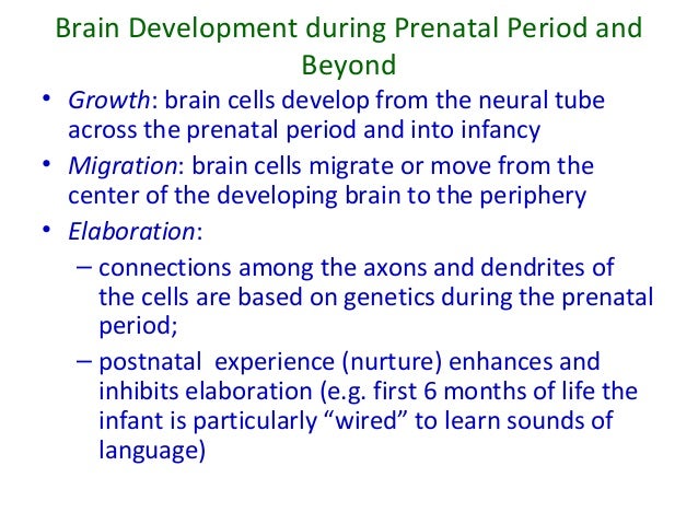 Prenatal development birth