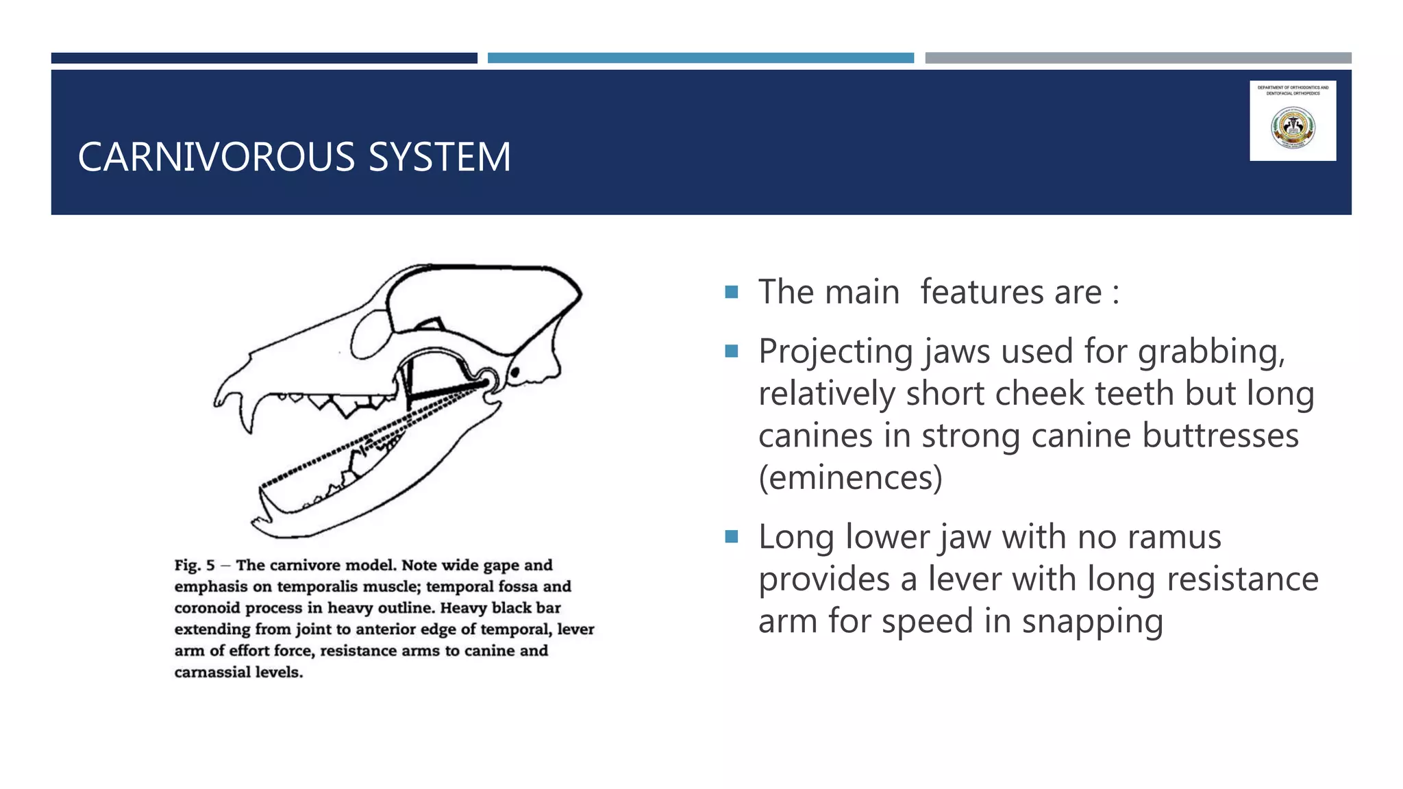 Strong Ramus Prenatal development of mandible | PPTX