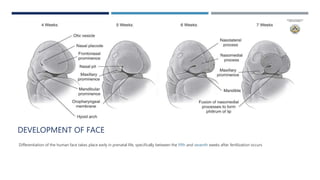 Mandible Development Prenatal development of mandible | PPTX