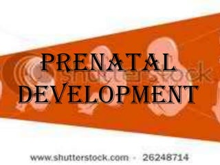 Prenatal
development

 