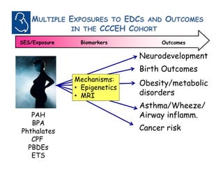 Effects of Prenatal Exposures to EDCs on Childhood Development | PDF