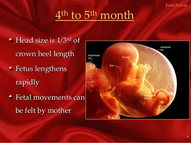 photo of 29 week old fetus