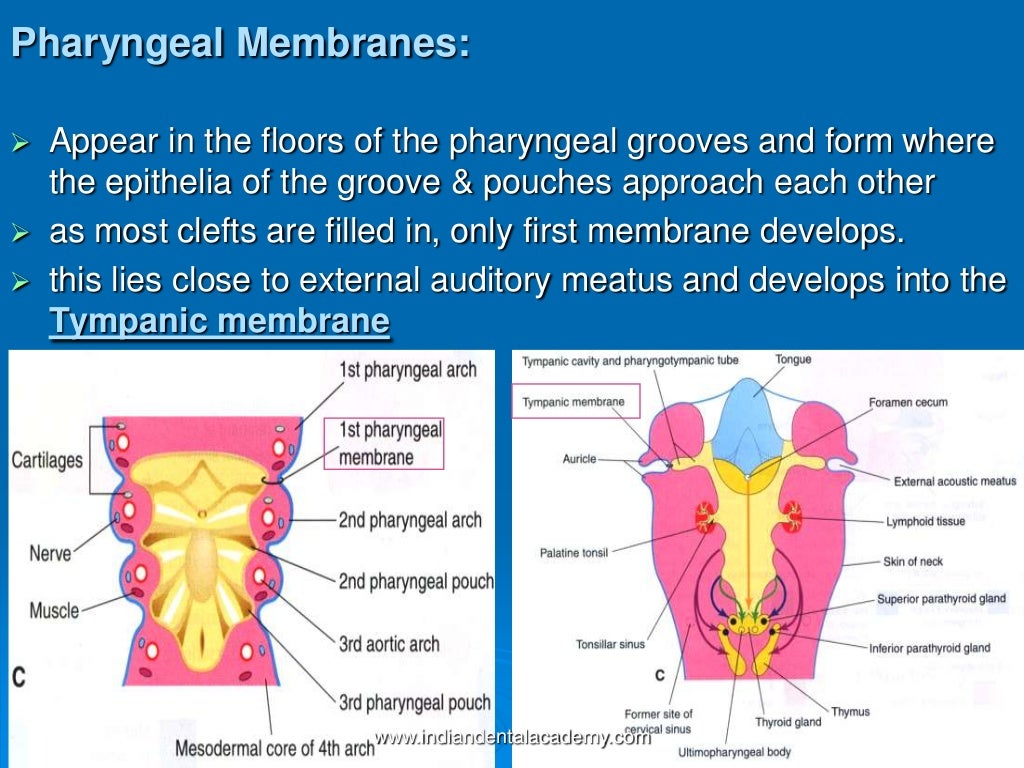 Prenatal growth & development /diploma orthodontic course by indian d…
