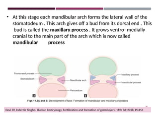 Devi Formation PRENATAL GROWTRH OF NASOMAXILLARY COMPLEX | PPTX