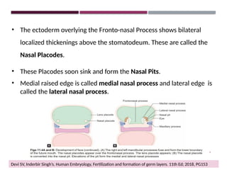 Devi Formation PRENATAL GROWTRH OF NASOMAXILLARY COMPLEX | PPTX
