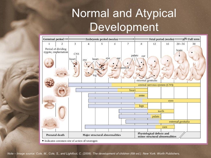 Prenatal Period Of Development