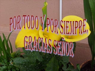 por todo y por siempre, gracias señor 